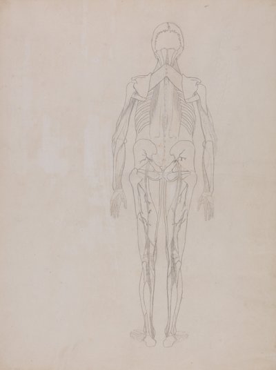 A Comparative Anatomical Exposition of the Structure of the Human Body with that of a Tiger and a Cow by George Stubbs